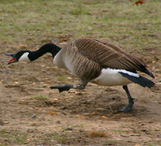 Attack Geese