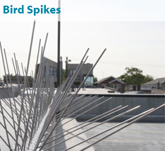 Bird Spikes