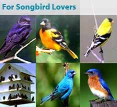 For Songbird Lovers