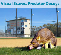 Visual Scares and Predator Decoys