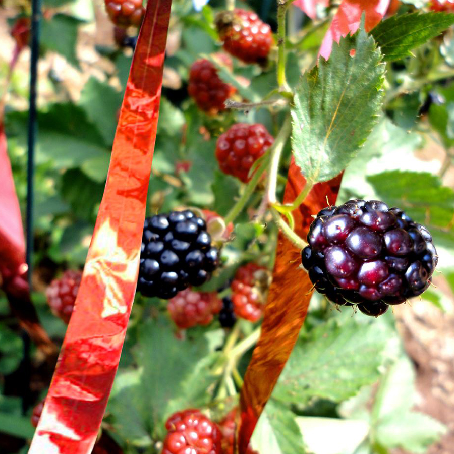 Garden Pests? Organic Repellents Work BirdX