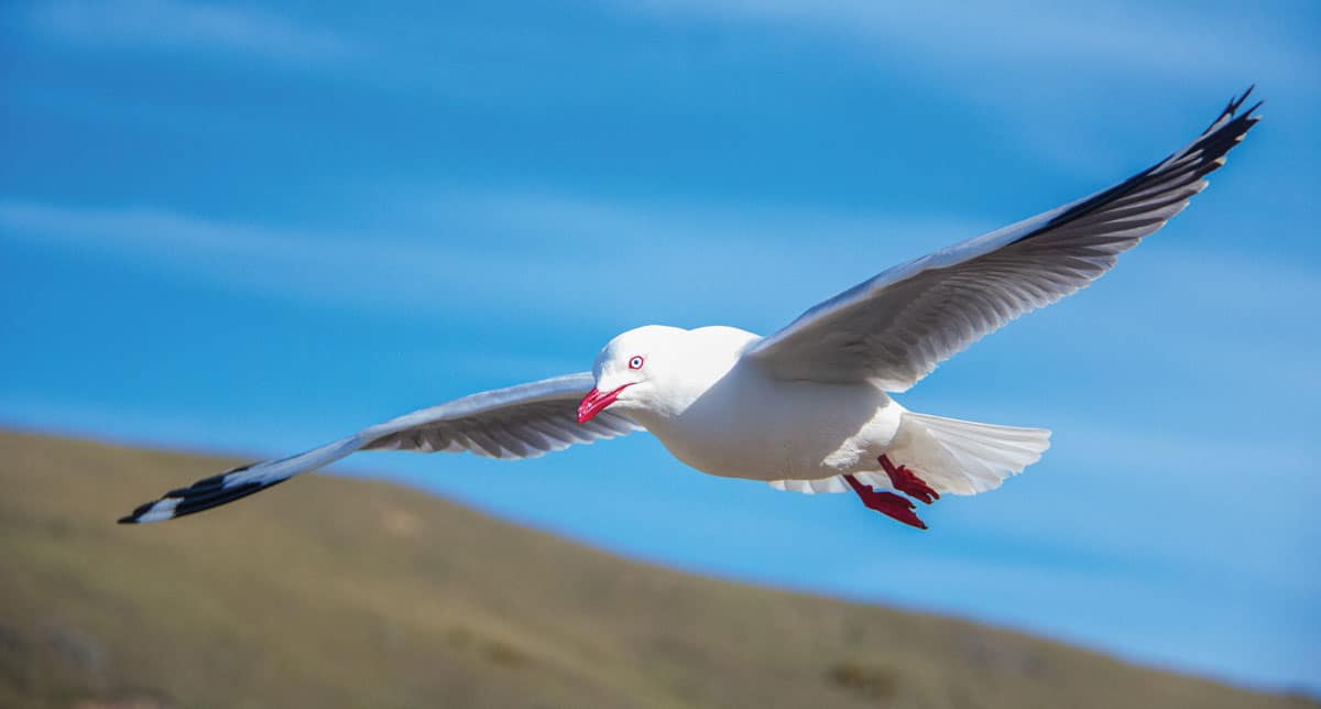 Seagulls: The Most Intelligent and Resourceful Seabird (and pest bird)