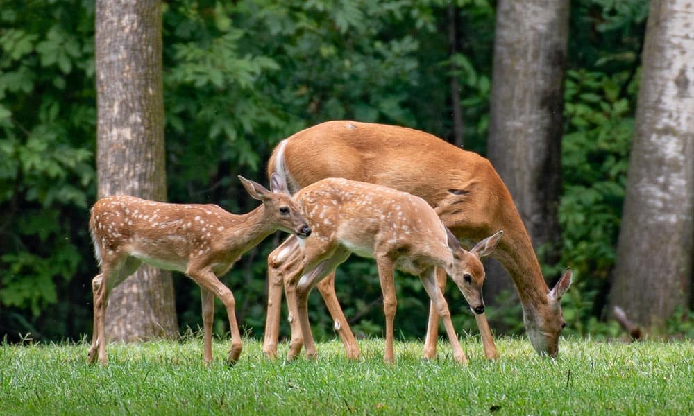 deer-eating-your-plants-try-this-bird-x-blog