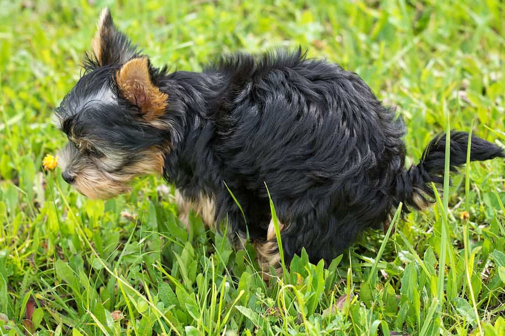 How to keep your neighbor's dog from pooping in your yard - Bird-X