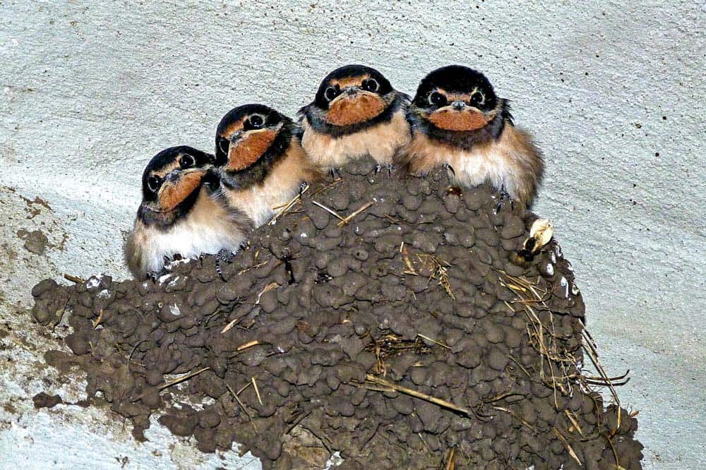 the-problems-of-barn-swallows-bird-x-blog