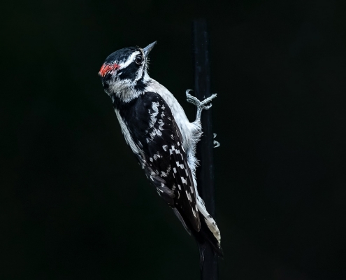 woodpecker