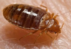 bed bug, infestation, bug infestation,