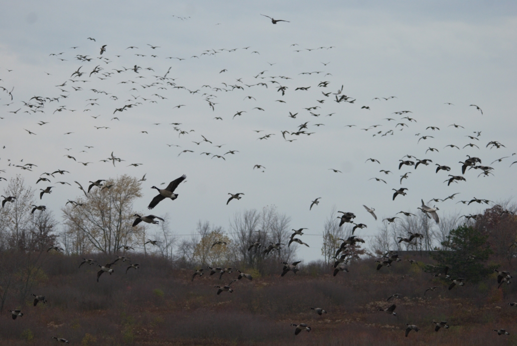 spring bird control for canada geese and other pest birds, presented by Bird-X.