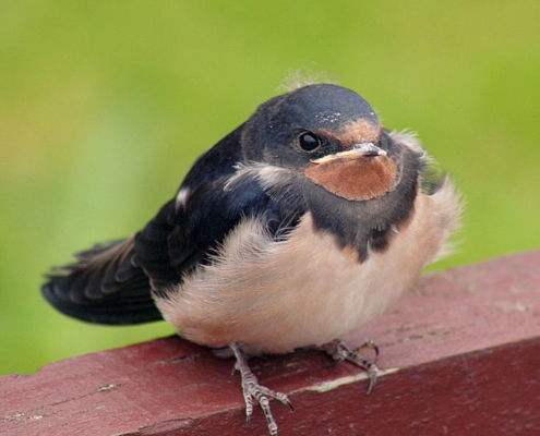 chubby bird, barn swallow, chubby barn swallow, pest bird,