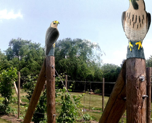 falcon predator decoy in garden, on posts