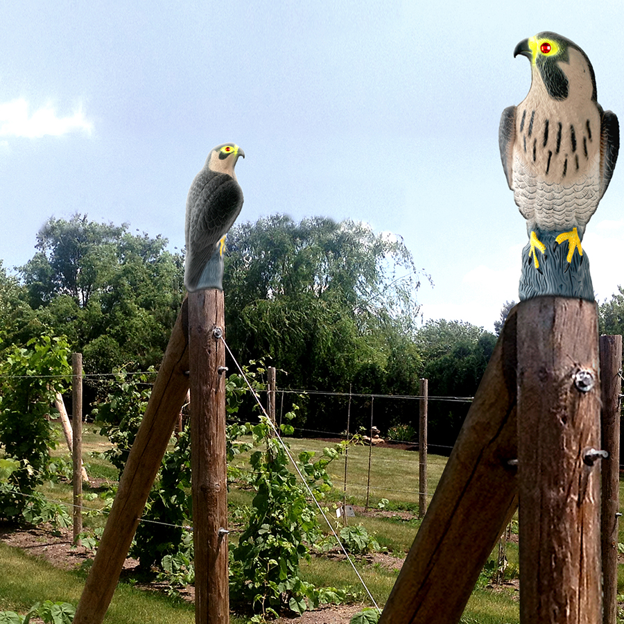 falcon predator decoy in garden, on posts