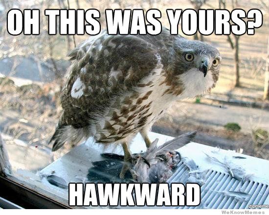 Hawk Meme | Bird-X