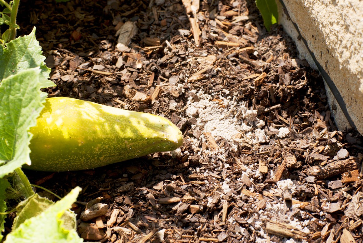 Mouse, Rat, and Rodent repellent used in the garden