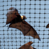 NET-STR bat behind net