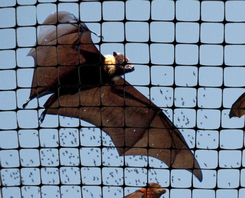 NET-STR bat behind net