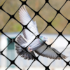 NET-STR pigeon behind net