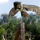 OWL application pic