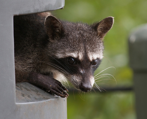 Raccoon icon