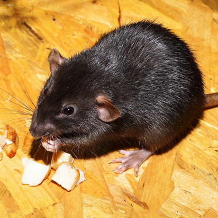 Owl Decoy | Realistic Predator Keeps Birds Away | Bird-X