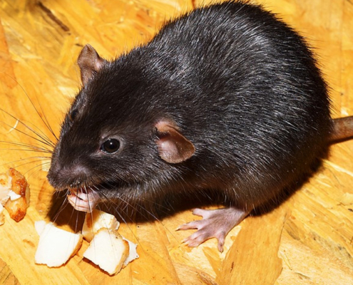 rat