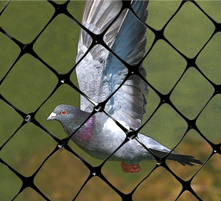 pigeon fling behind netting