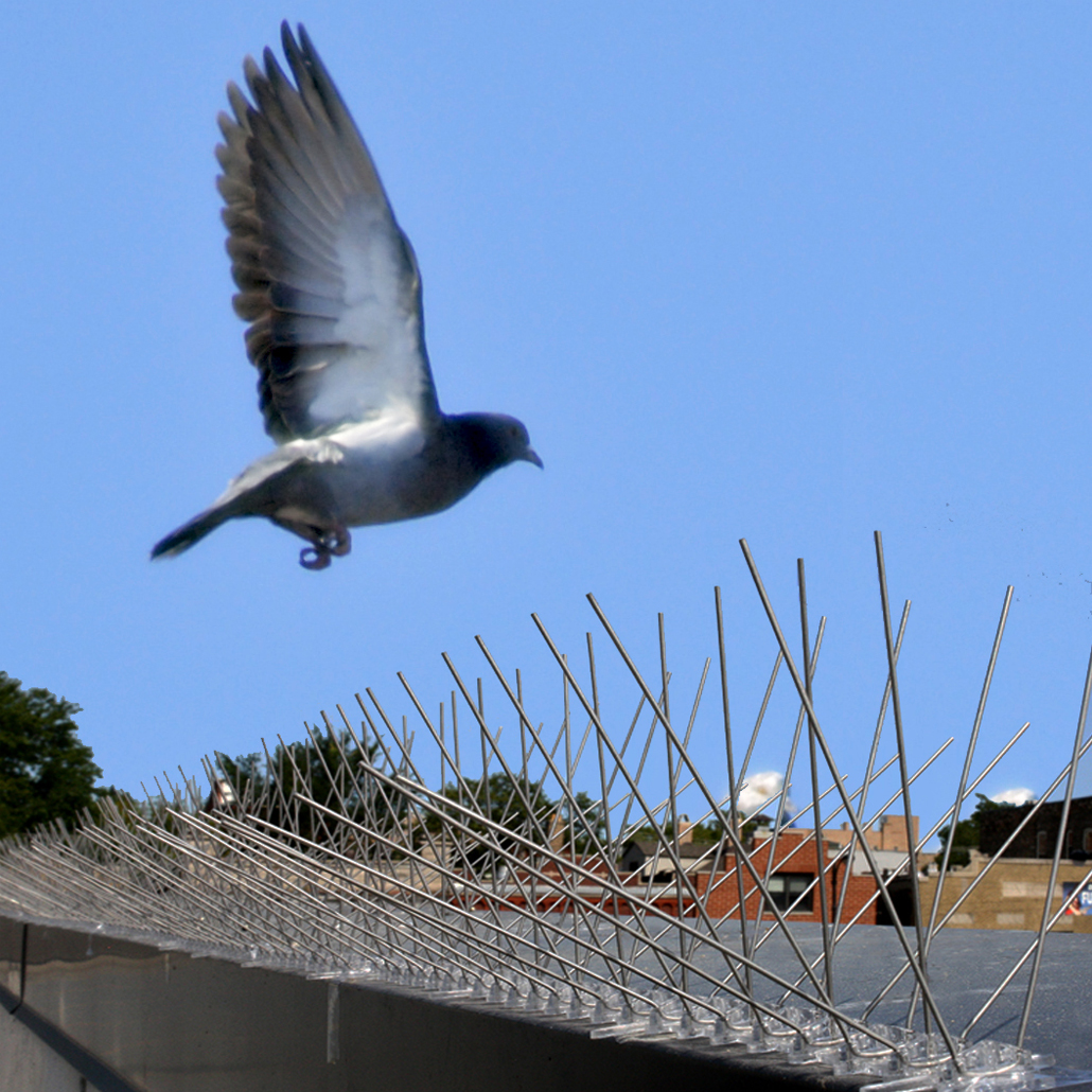 Pigeon flying away from Stainless Steel Bird Spikes on building