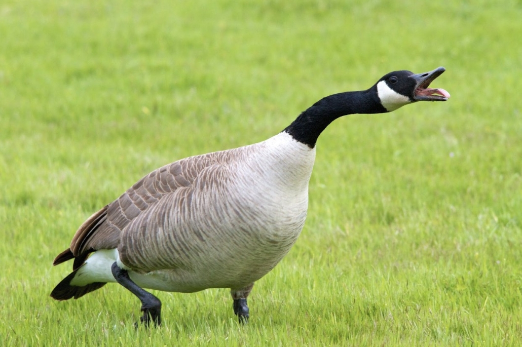 Candian Goose