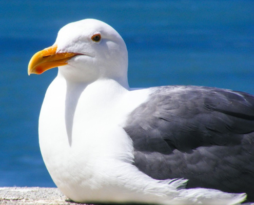 Seagull icon