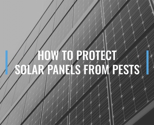 How to Protect Solar Mesh from Pests