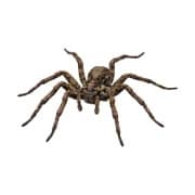 close up of a wolf spider