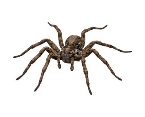 close up of a wolf spider