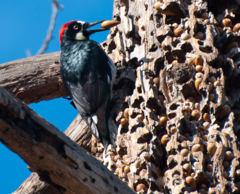 acorn woodpecker, woodpecker damage, bird damage, bird acorn,