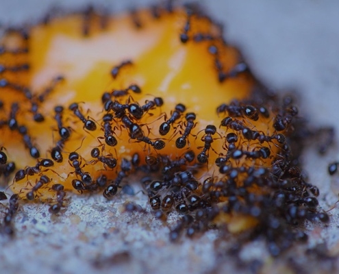 ants on fruit