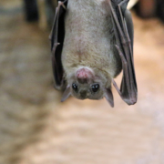 bat upsidedown