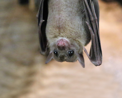 bat upsidedown