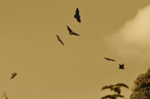 The Wildlife Society Bulletin reports wind turbines kill 888,000 bats annually