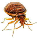 bedbug deterrent device icon