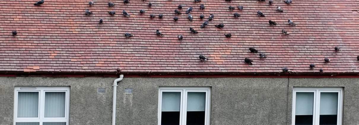 birds on roof disturbing property owners, in need of bird pest control