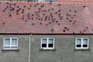 birds on roof disturbing property owners, in need of bird pest control