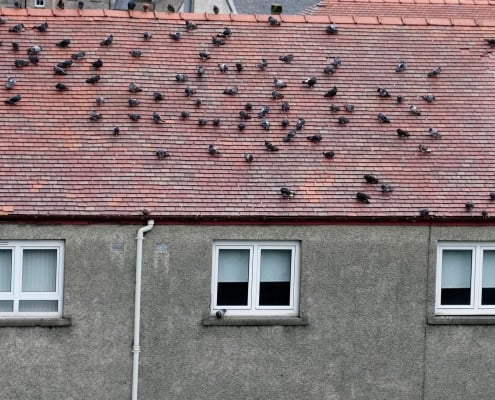 birds on roof disturbing property owners, in need of bird pest control