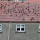 birds on roof disturbing property owners, in need of bird pest control