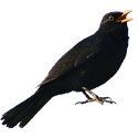 blackbird deterrent device