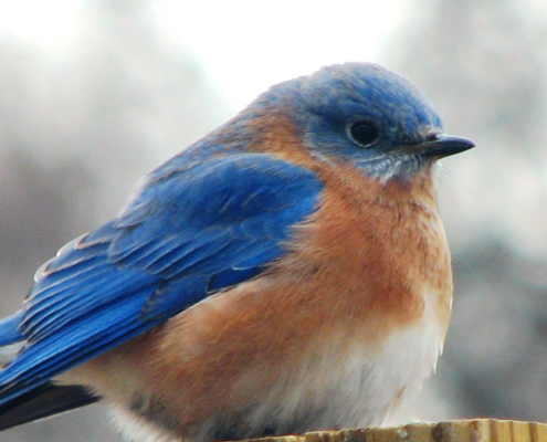 bluebird