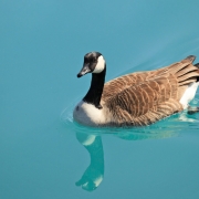 Canada goose