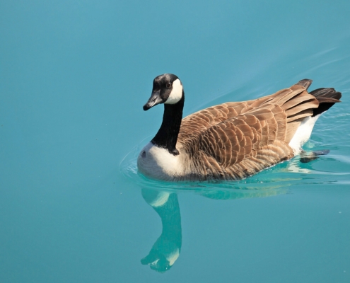 Canada goose