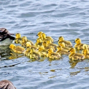 Goose Control