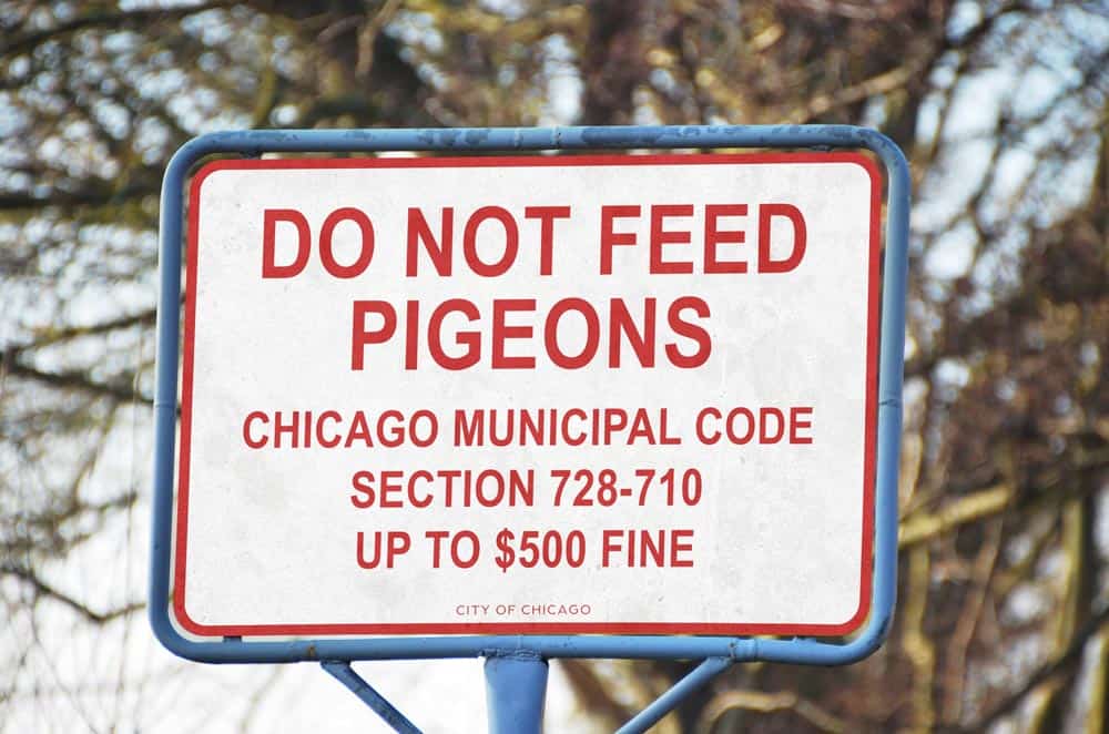 chicago city sign reading do not feed pigeons