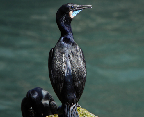 cormorant