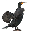 cormorant deterrent device icon