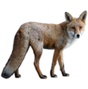 coyote deterrent device icon